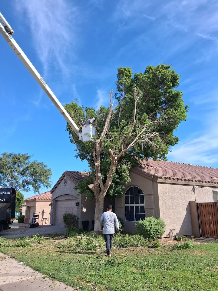 Ivan Del Toro Landscaping, LLC project